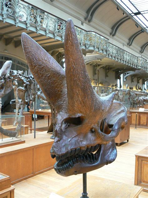 An Arsinoitherium skull : pics