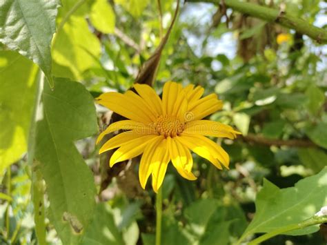 Tithonia Diversifolia Plant Is Commonly Known As The Tree Marigold