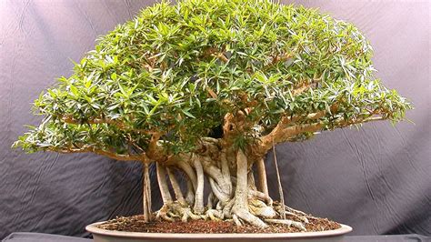 Explore The Beauty Of Bonsai Trees At Amazing Bonsai Trees Blog Bonsai