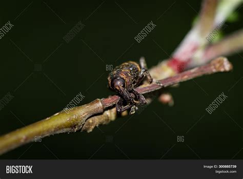 Beetles Variety Colors Image & Photo (Free Trial) | Bigstock