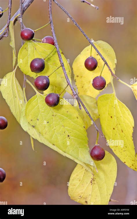 Common Hackberry Celtis Occidentalis Twigs With Berries In Autumn