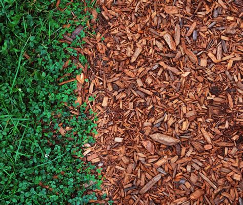 What Is Mulch And Which Mulch Should You Use Where