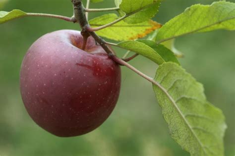 Sweet Potato Boniato - South Florida's #1 Organic Produce Home Delivery ...