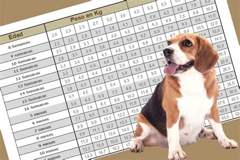 Tabla De Crecimiento Del Beagle Desde Cachorro Hasta La Edad Adulta