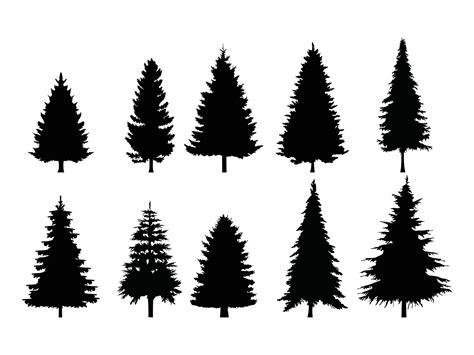 Set Of Pine Trees Silhouette On A White Background 13726007 Vector Art