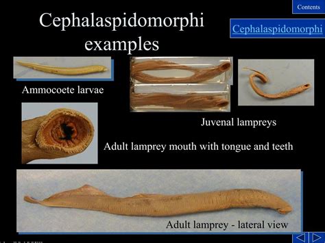 PPT - Lesser Deuterostome Phyla and Phylum Chordata(through agnathans) PowerPoint Presentation ...