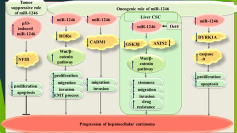 Frontiers A Review On The Role Of Mir In The Pathoetiology Of