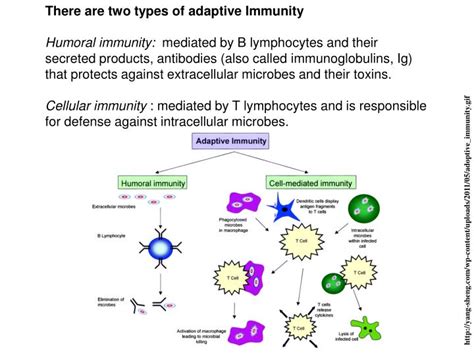 Ppt The Adaptive Immune Response Powerpoint Presentation Id