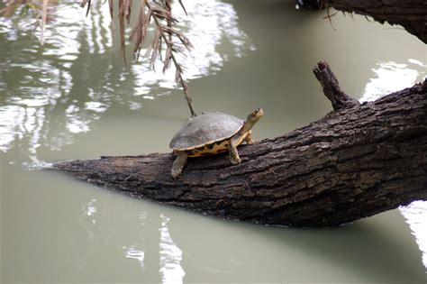 Keoladeo National Park Sahapedia