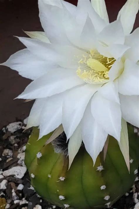 When Do Cactus Bloom: A Guide To Understanding Cactus Flowering