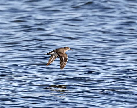 Spotted Sandpiper (non breeding plumage) | BirdForum