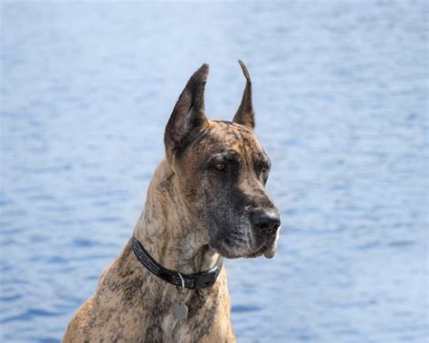 Great Dane Uncropped Ears