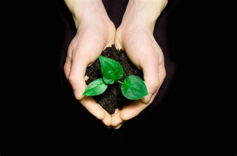 Hands Holding Sapling Stock Image Everypixel