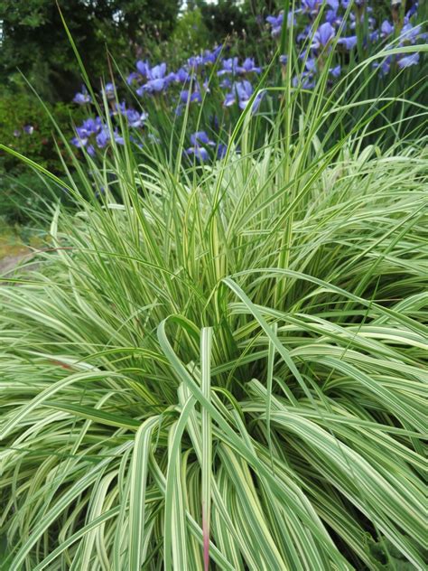 15 Best Ornamental Grasses For Shade