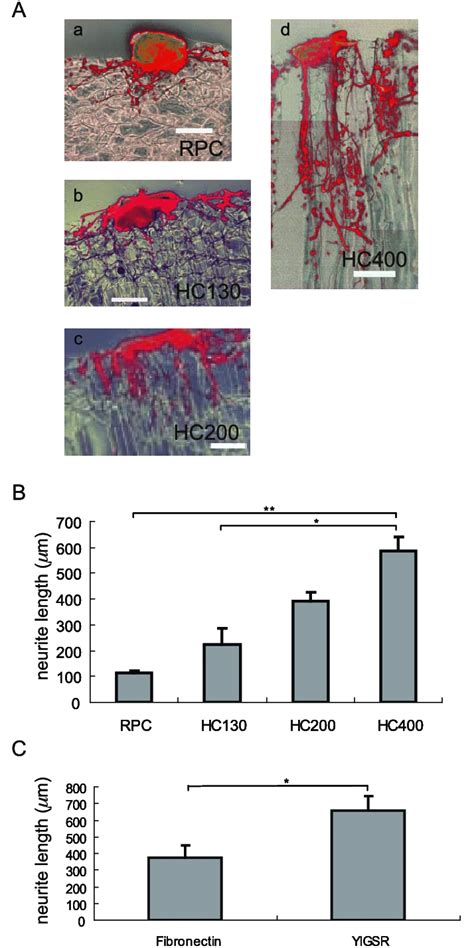 A Evaluation Of Neurite Length From Drg Explants Into Hc Pores