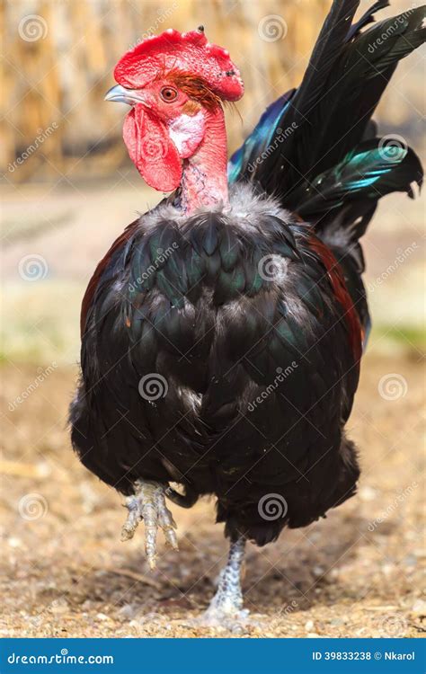 Transylvanian Naked Neck Or Turken Rooster Stock Photo Image 39833238