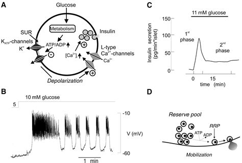 The Cell Physiology Of Biphasic Insulin Secretion Physiology