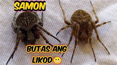 Samon VS Masbate 2 Game S SPIDER FIGHT YouTube