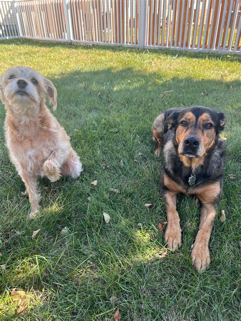 west jefferson animal hospital 9