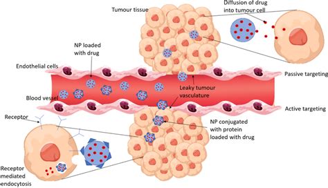 A Comparison Of Passive And Active Drug Targeting Passive Targeting