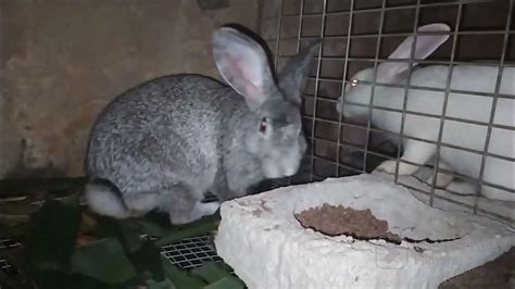 How To Mate A Rabbit Mating With Two Different Breeds Cute Breeds