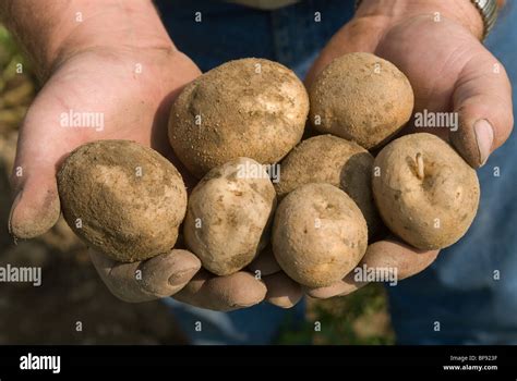 Drought Damaged Potatoes Patton Pa Stock Photo Alamy