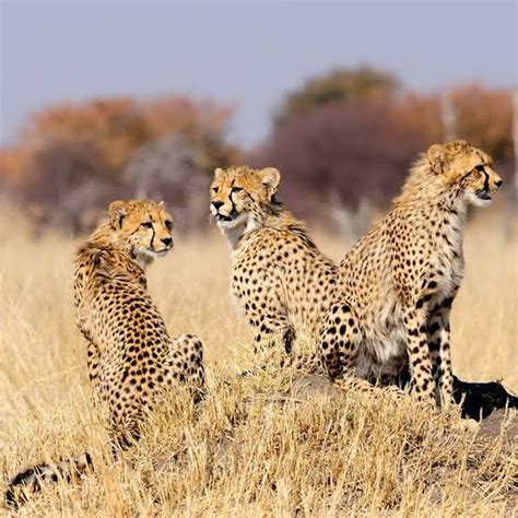 Cheetah Mutations