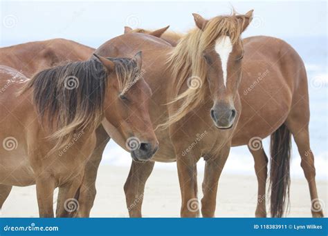 Wild horses on the beach stock image. Image of beach - 118383911