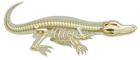 Crocodile Skeletal System Stock Illustration Illustration Of Reptile