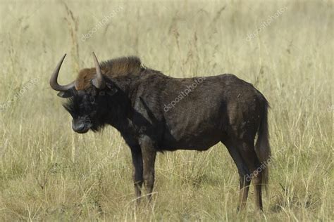 Black wildebeest — Stock Photo © willem #3002772