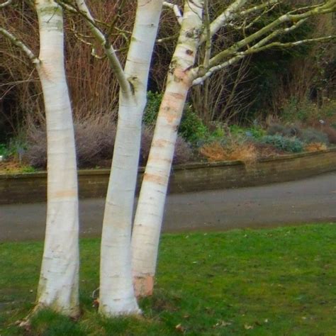 Betula Utilis Var Jacquemontii Doorenbos White Bark West Himalayan