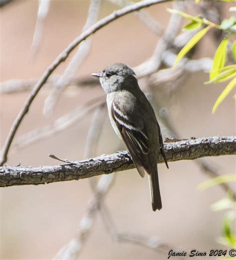 Hammond S Flycatcher Ironekilz Flickr