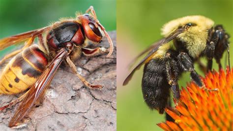 Bees vs Wasps vs Hornets - How to ID and Tell the Difference