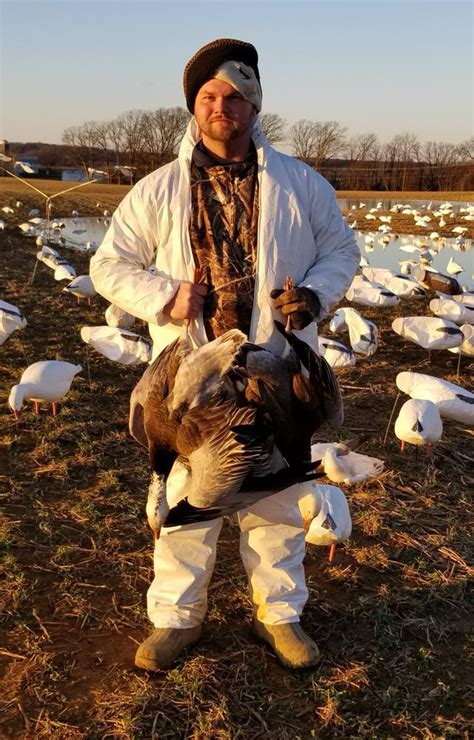 Guided Snow Geese Hunts Trophy Guided Duck And Goose Hunts Pennsylvania Geese At Your Feet