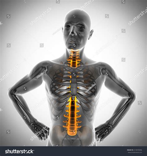 Human Bones Radiography Scan. X-Ray Image Stock Photo 214076956 : Shutterstock