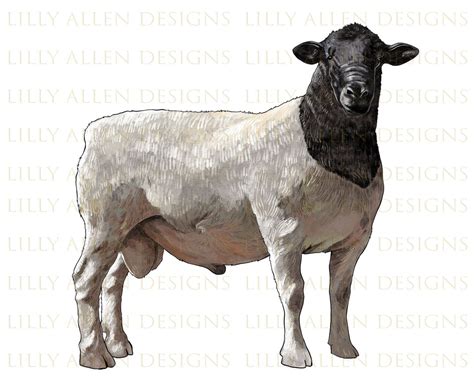 Dorper Sheep Png Hand Drawn Dorper Ram Png Sheep Png Ram Etsy Australia