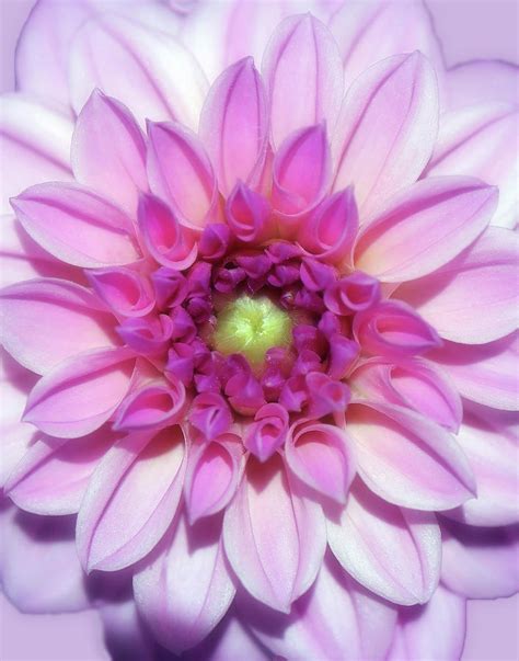 Dahlia Love Photograph By Johanna Hurmerinta Pixels