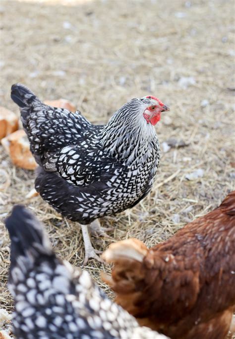 Why The Silver Laced Wyandotte Is The Best Chicken Breed For A Small