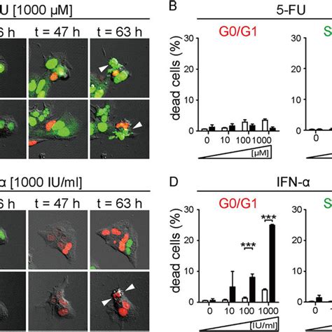 Confocal Time Lapse Imaging Of Apoptosis Induction By 5 FU Or IFN In