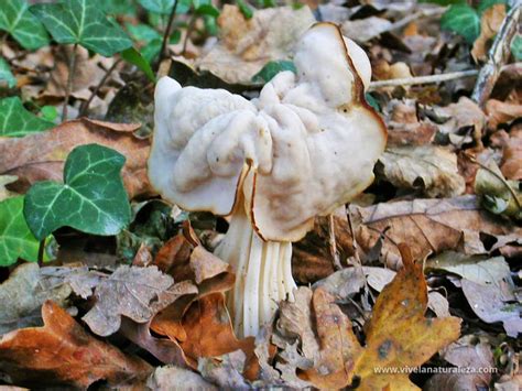 Oreja De Gato Helvella Crispa Vive La Naturaleza