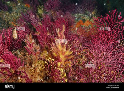 Gorgonian Soft Coral Gorgonacea Hi Res Stock Photography And Images Alamy