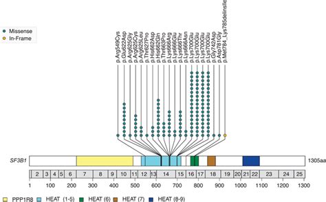 Positions And Characterisation Of Mutations In The Heat Domains 16