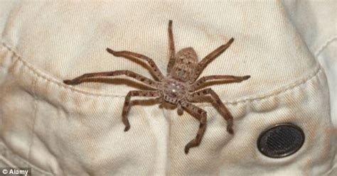 Waitresss Terror As She Sees Huntsman Spider As Big As A Tennis Ball