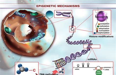 The Landscape Of Epigenetic Mechanisms Epigenetic Changes Consist Of