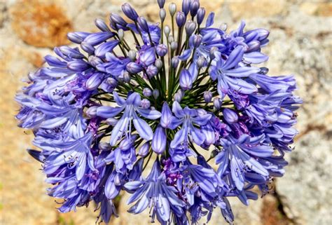 Fleur Bleue La Liste Des 30 Plus Jolies Fleurs Bleues