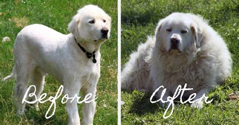 myths walkerville vet