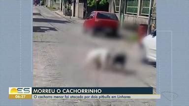 Bom Dia ES Morre Cachorro Atacado Por Dois Pitbulls Em Linhares