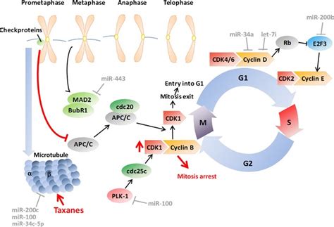 Rnas Involved In Regulation Of Taxane Targets And Taxane Induced Cell