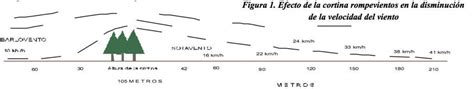 Qu Son Las Cortinas Rompevientos Infoagronomo