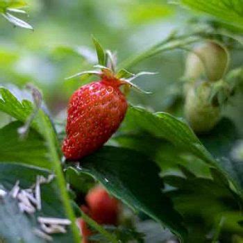 Fraisier 6 variétés de fraisier savoureux à planter au jardin ou en pot